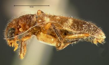 Media type: image;   Entomology 3574 Aspect: habitus lateral view